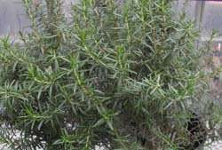 Rosemary Plant