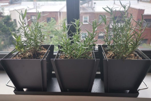 Rosemary Plant