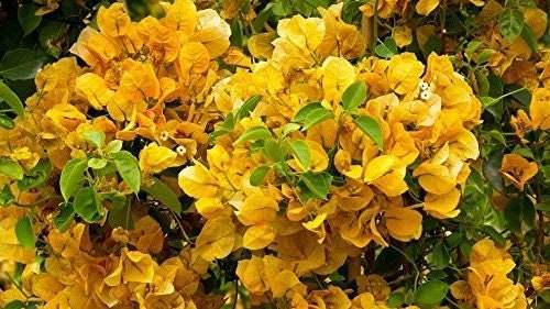 California Gold Bougainvillea Plant