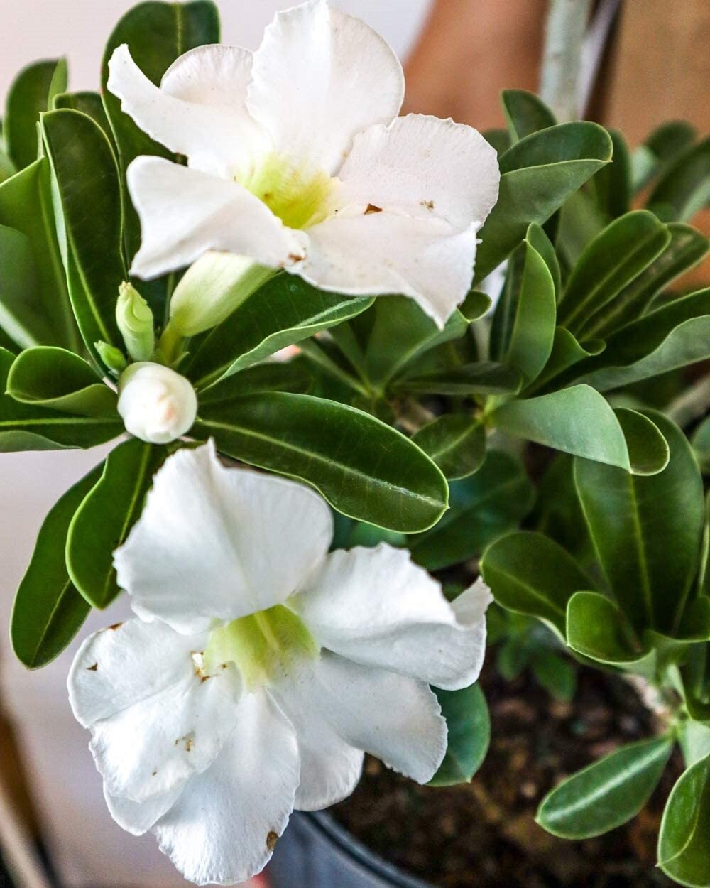 Desert Rose, Adenium obesum, White Flowers