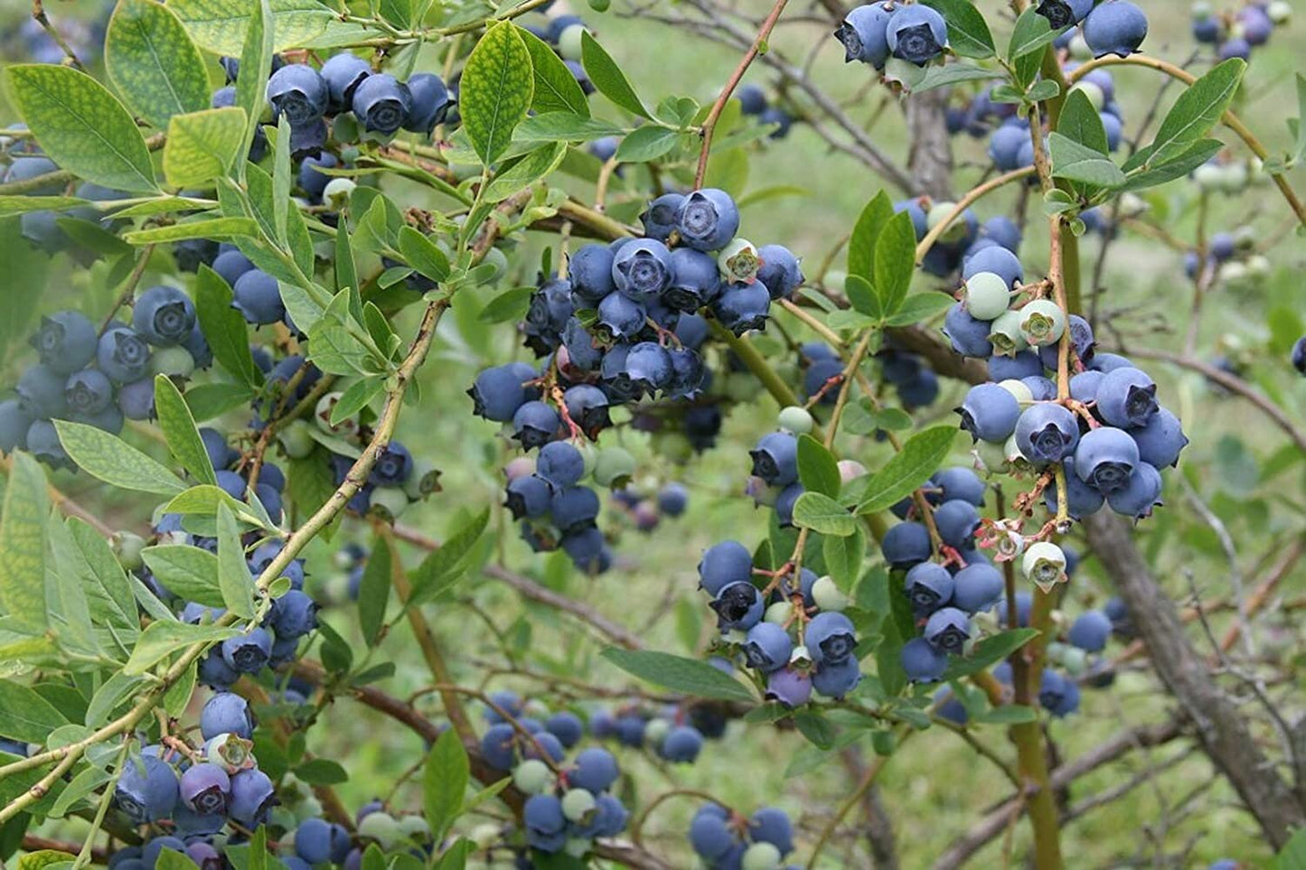 Misty Blueberry