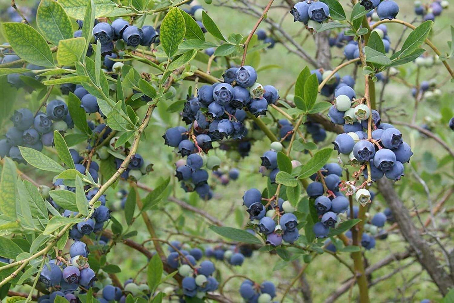 Misty Blueberry