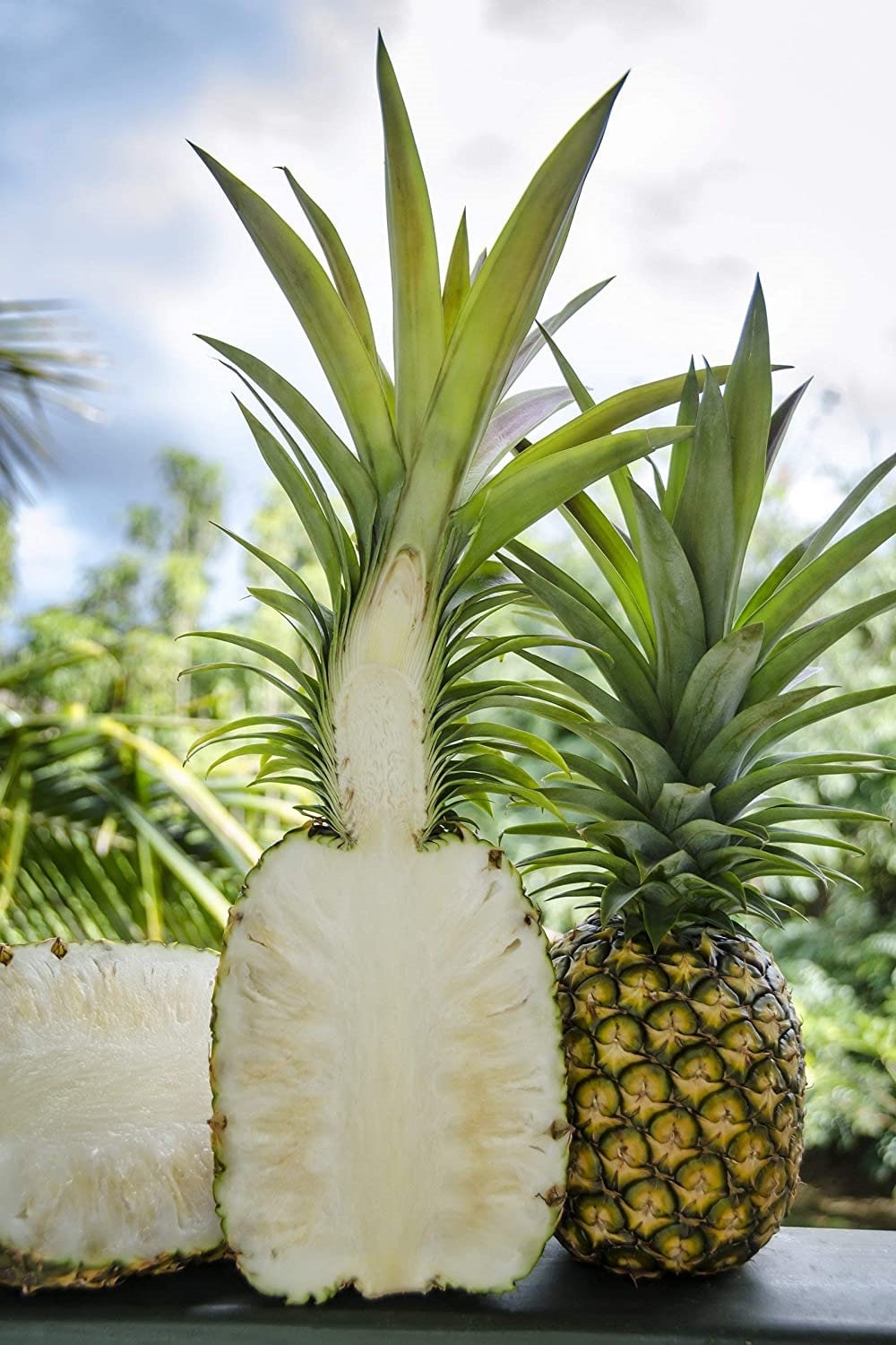 where can i get a pineapple plant Sugarloaf Pineapple Plant