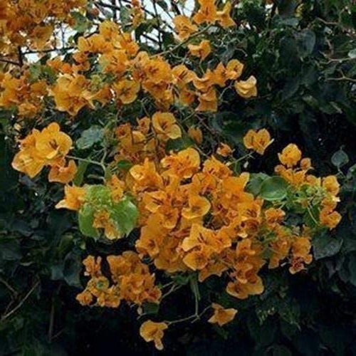California Gold Bougainvillea Plants