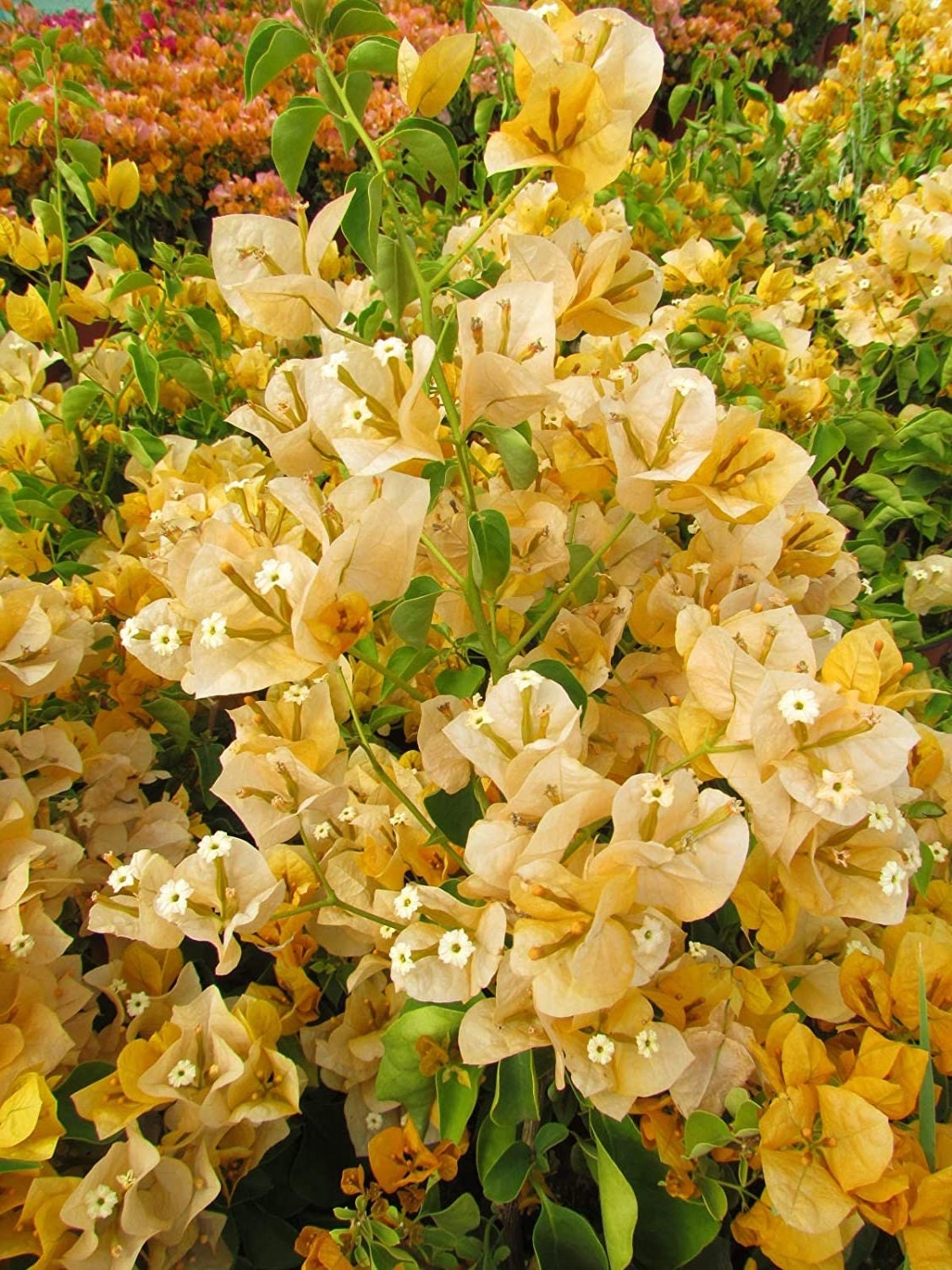 California Gold Bougainvillea Plants