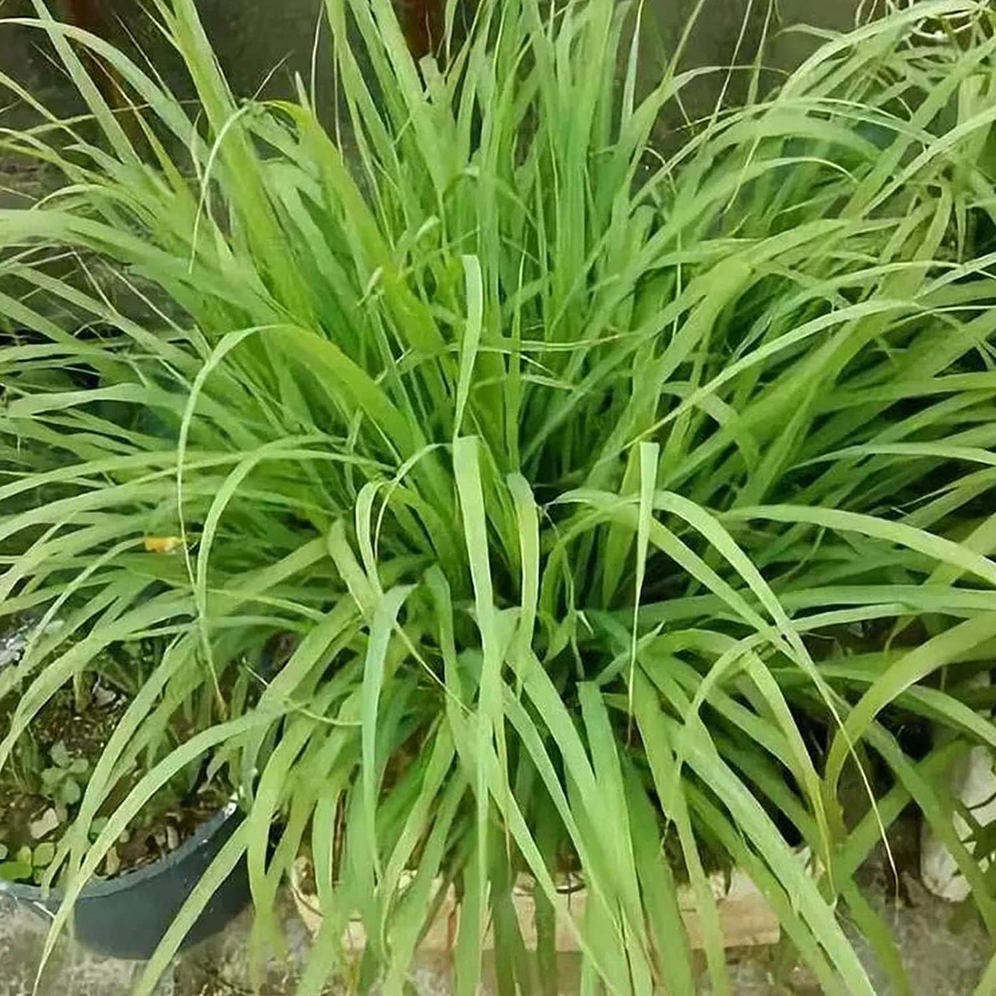 Lemon Grass Plant
