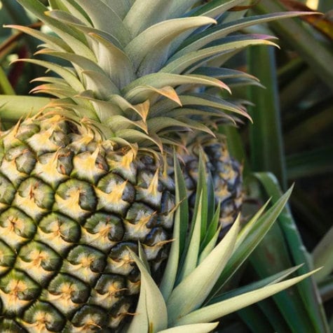 organic pineapple plant for sale Florida Special Pineapple