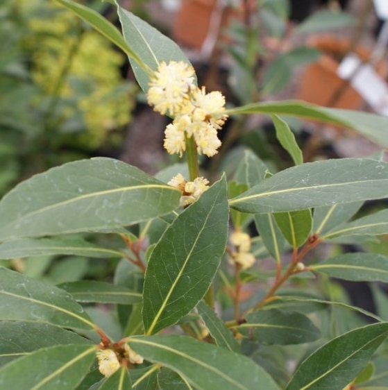Bay Laurel Tree