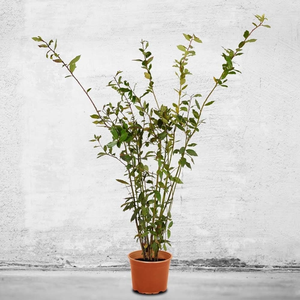 Bay Laurel Tree