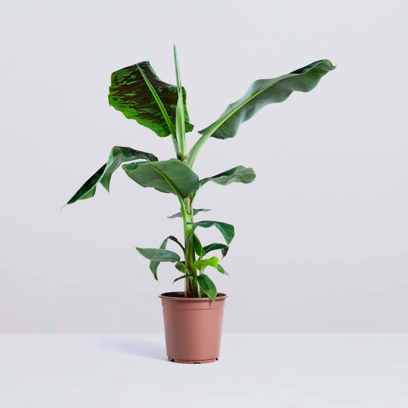 Cavendish Banana Tree