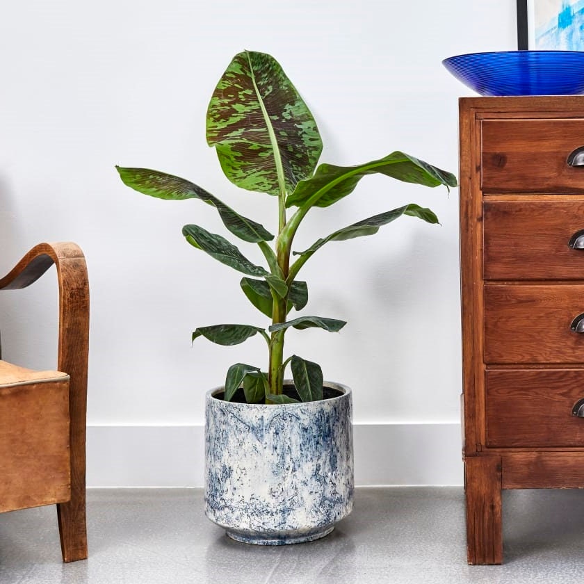 Cavendish Banana Tree