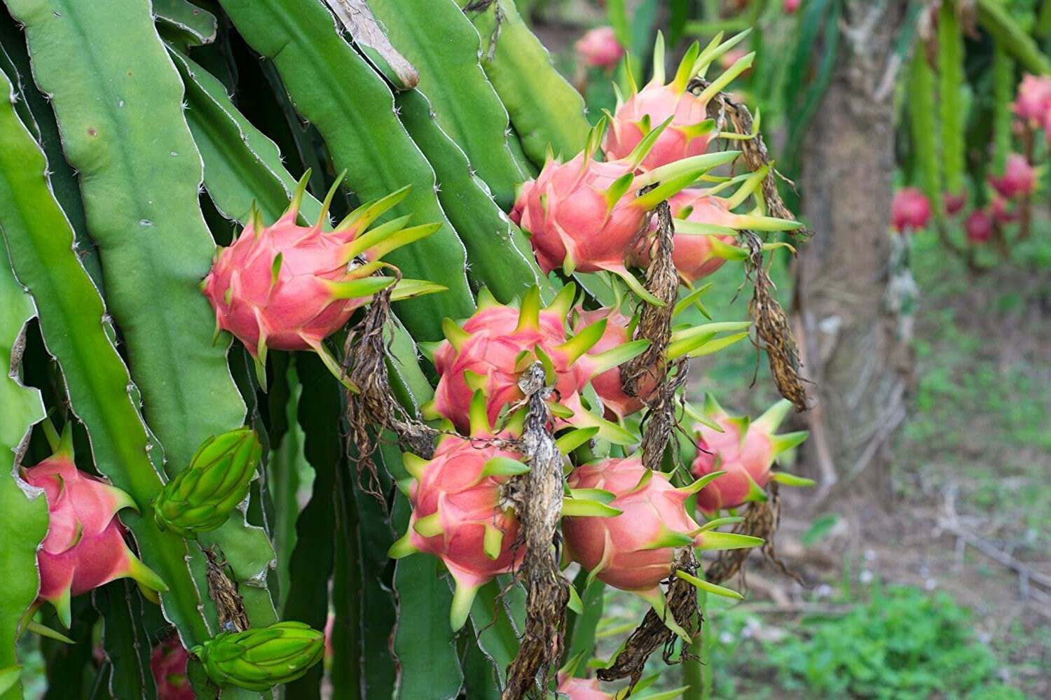 White Dragon Fruit