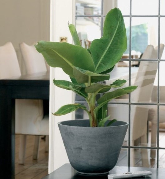 Cavendish Banana Tree