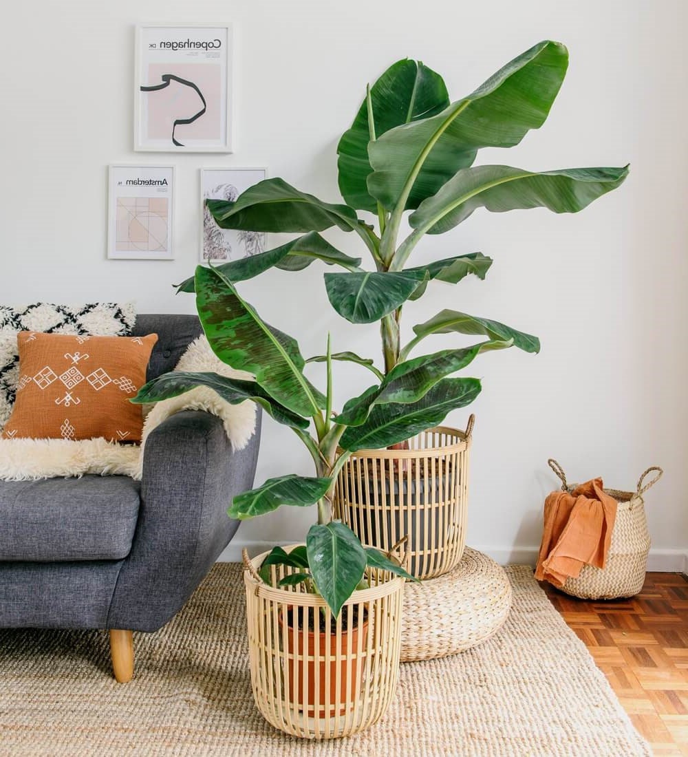 Cavendish Banana Tree