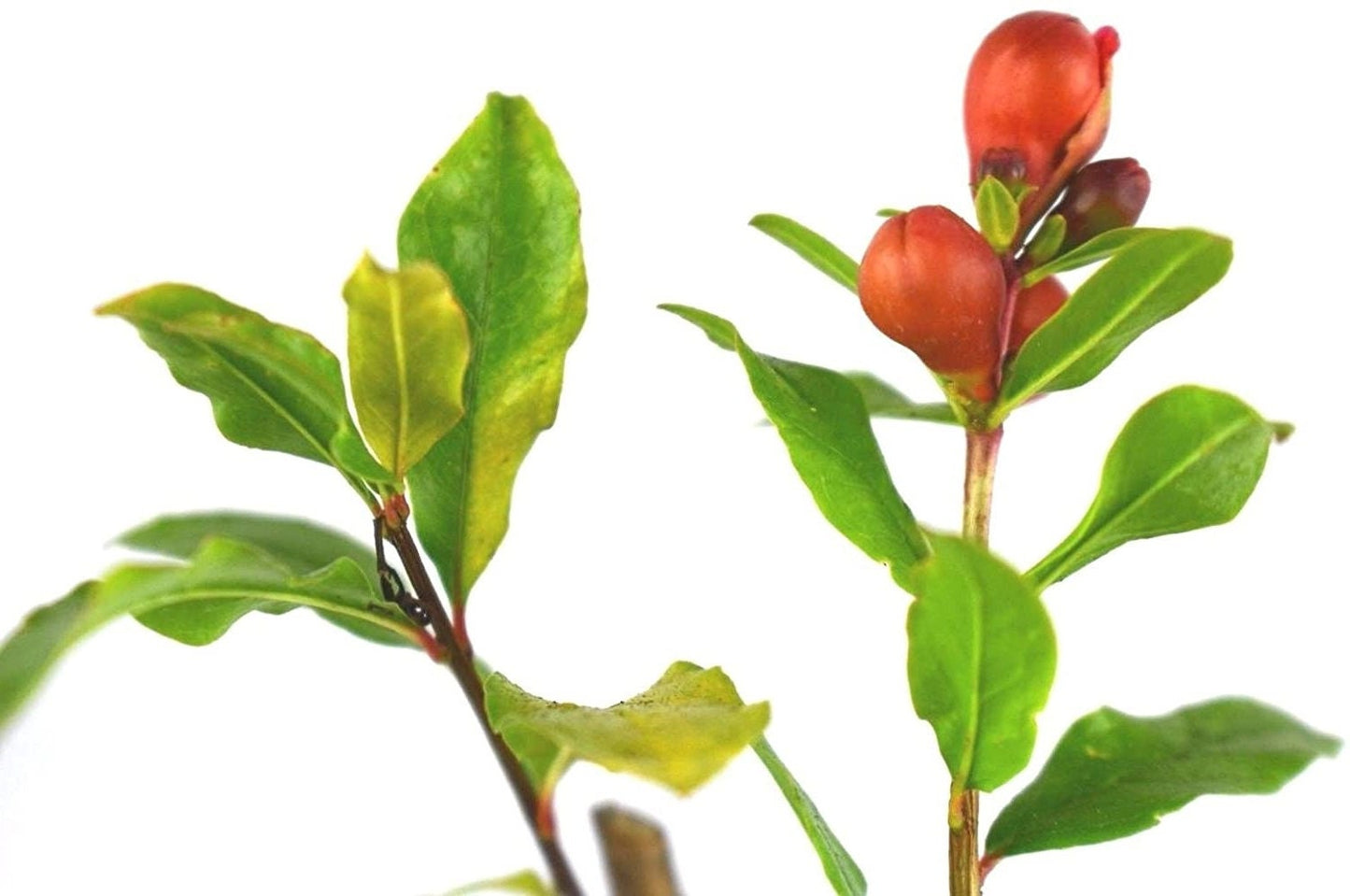 Wonderful Pomegranate Tree