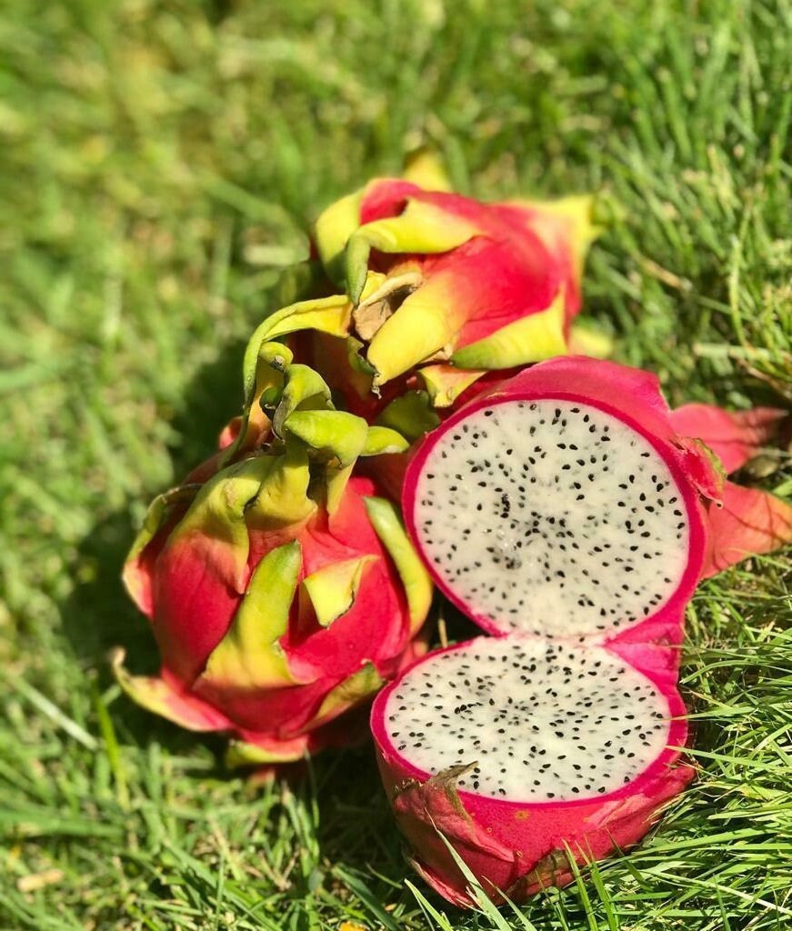 White Flesh Dragon Fruit