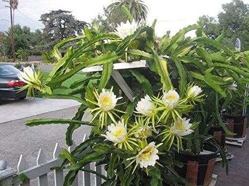 White Flesh Dragon Fruit