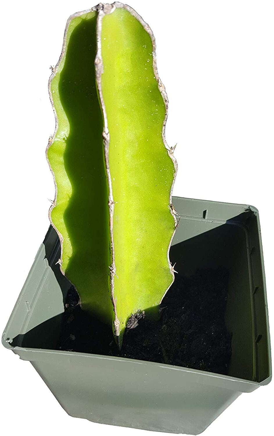 White Flesh Dragon Fruit