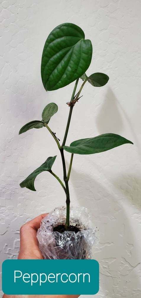 Black Pepper Plant - Piper Nigrum Live Plant - Starter Pepper Plant - Make Your Own Peppercorn Plant - Piper Plant - Black Peppercorn Plant
