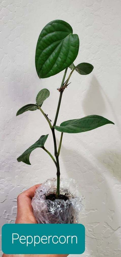 Black Pepper Plant - Piper Nigrum Live Plant - Starter Pepper Plant - Make Your Own Peppercorn Plant - Piper Plant - Black Peppercorn Plant