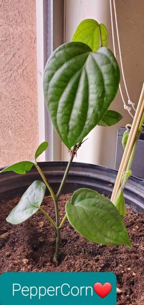 Black Pepper Plant