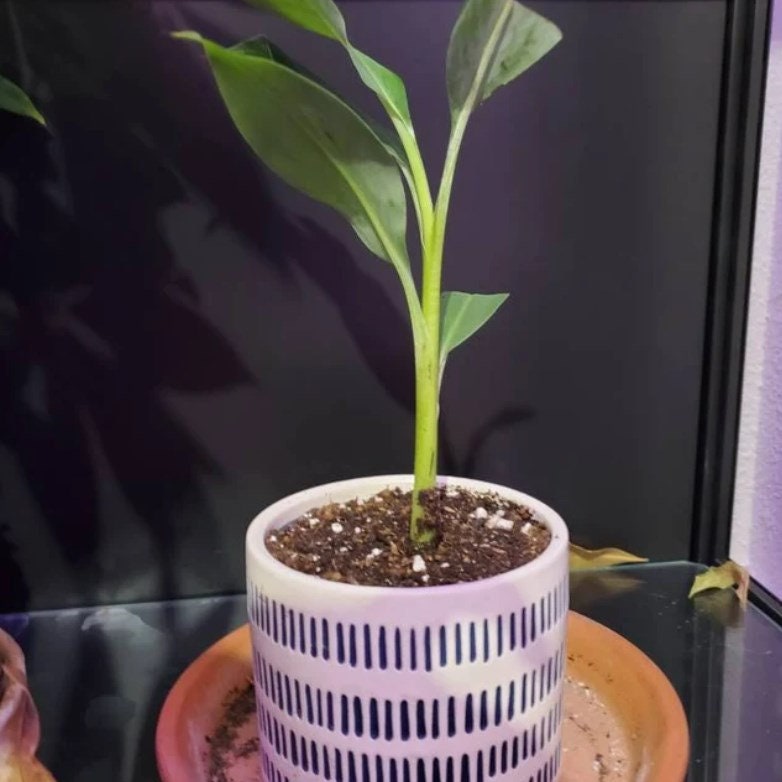 Cavendish Banana Tree