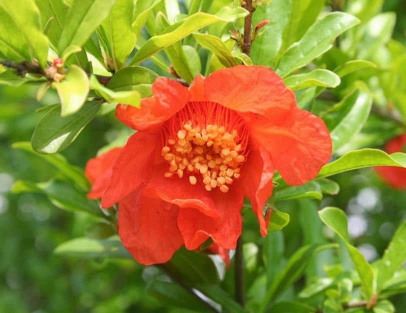 Salavatski Pomegranate Tree