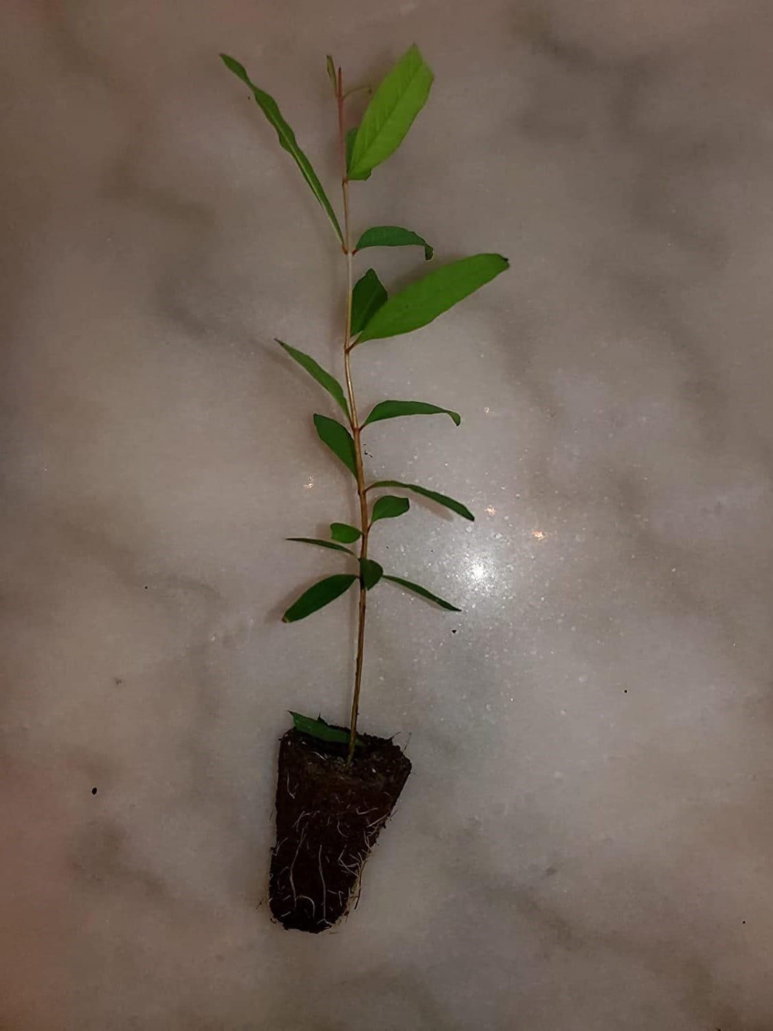 Salavatski Pomegranate Tree