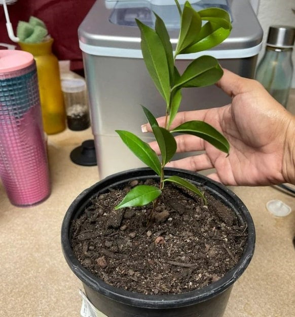 Salavatski Pomegranate Tree