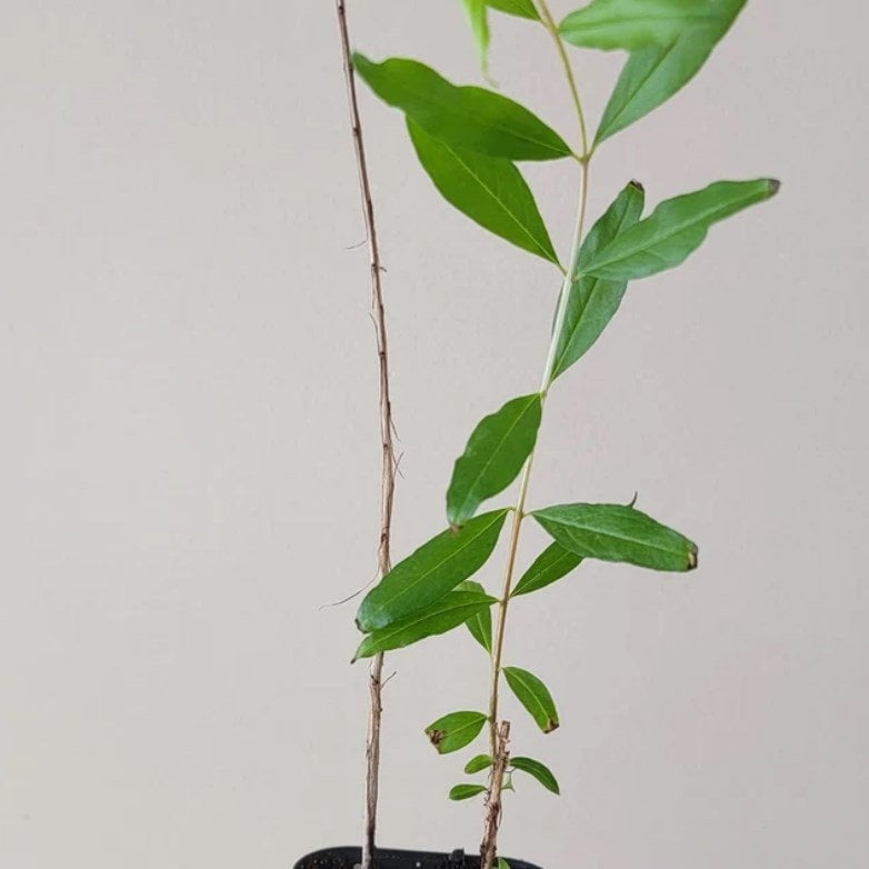 Salavatski Pomegranate Tree