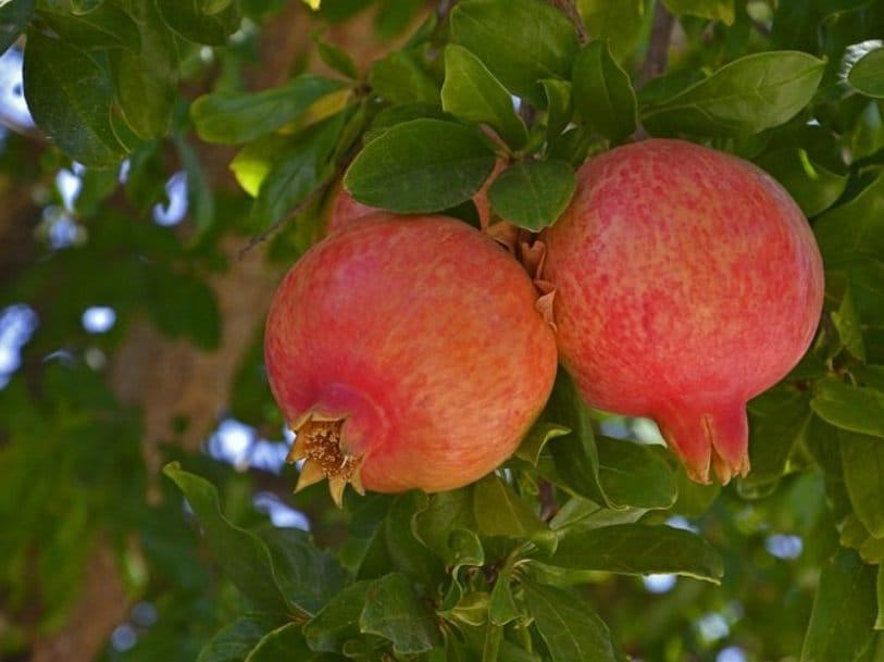 Salavatski Pomegranate Tree