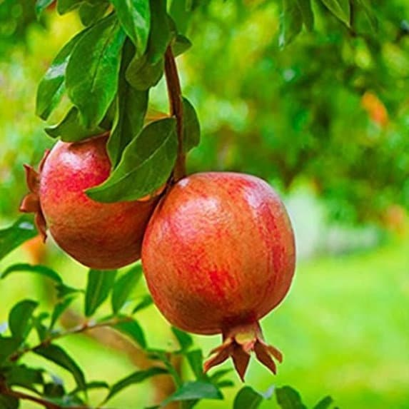 Salavatski Pomegranate Tree