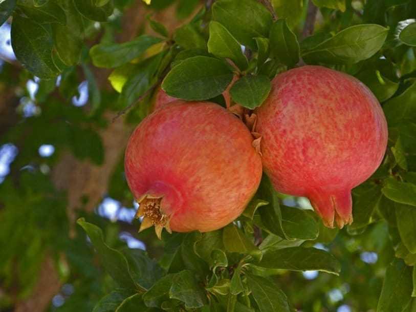 Salavatski Pomegranate Tree