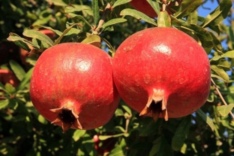 Salavatski Pomegranate Tree