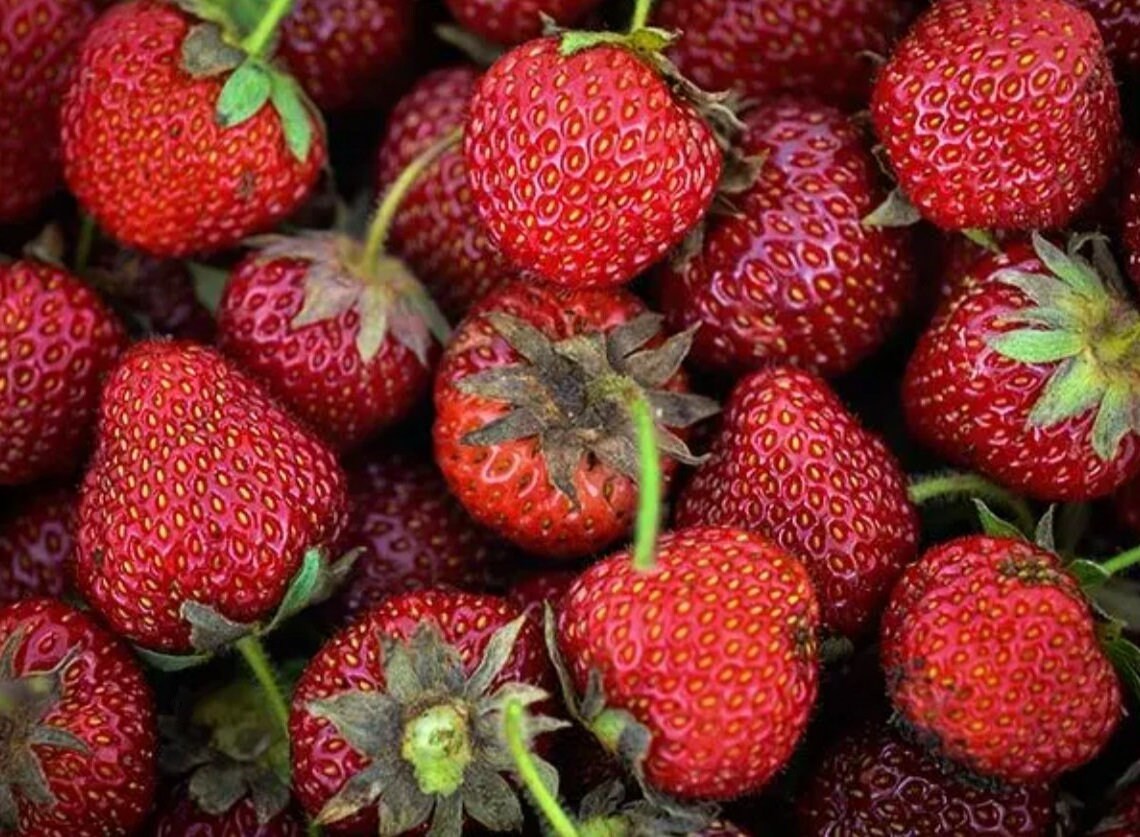 Old North Sea Strawberry