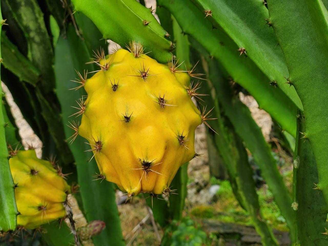 Yellow Dragon Fruit