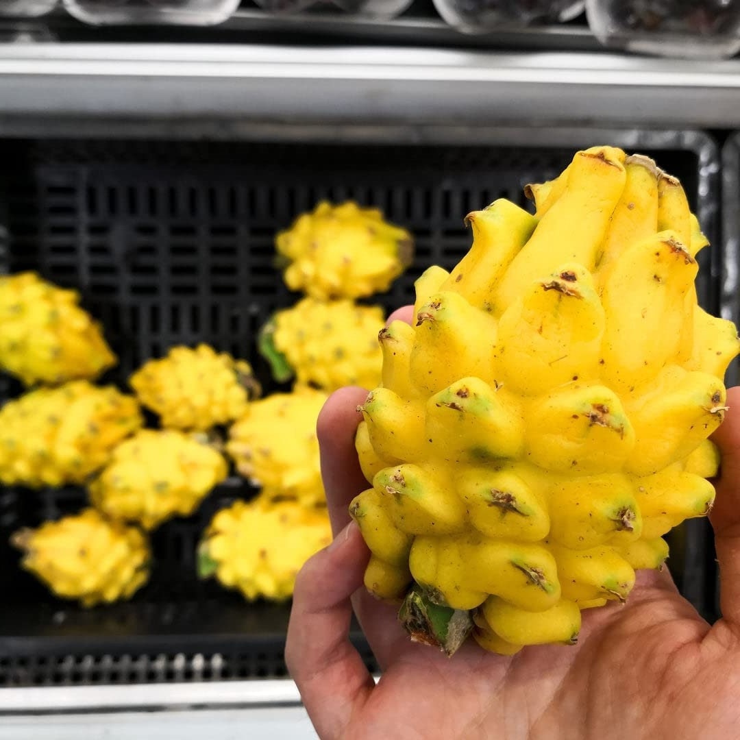 Yellow Dragon Fruit