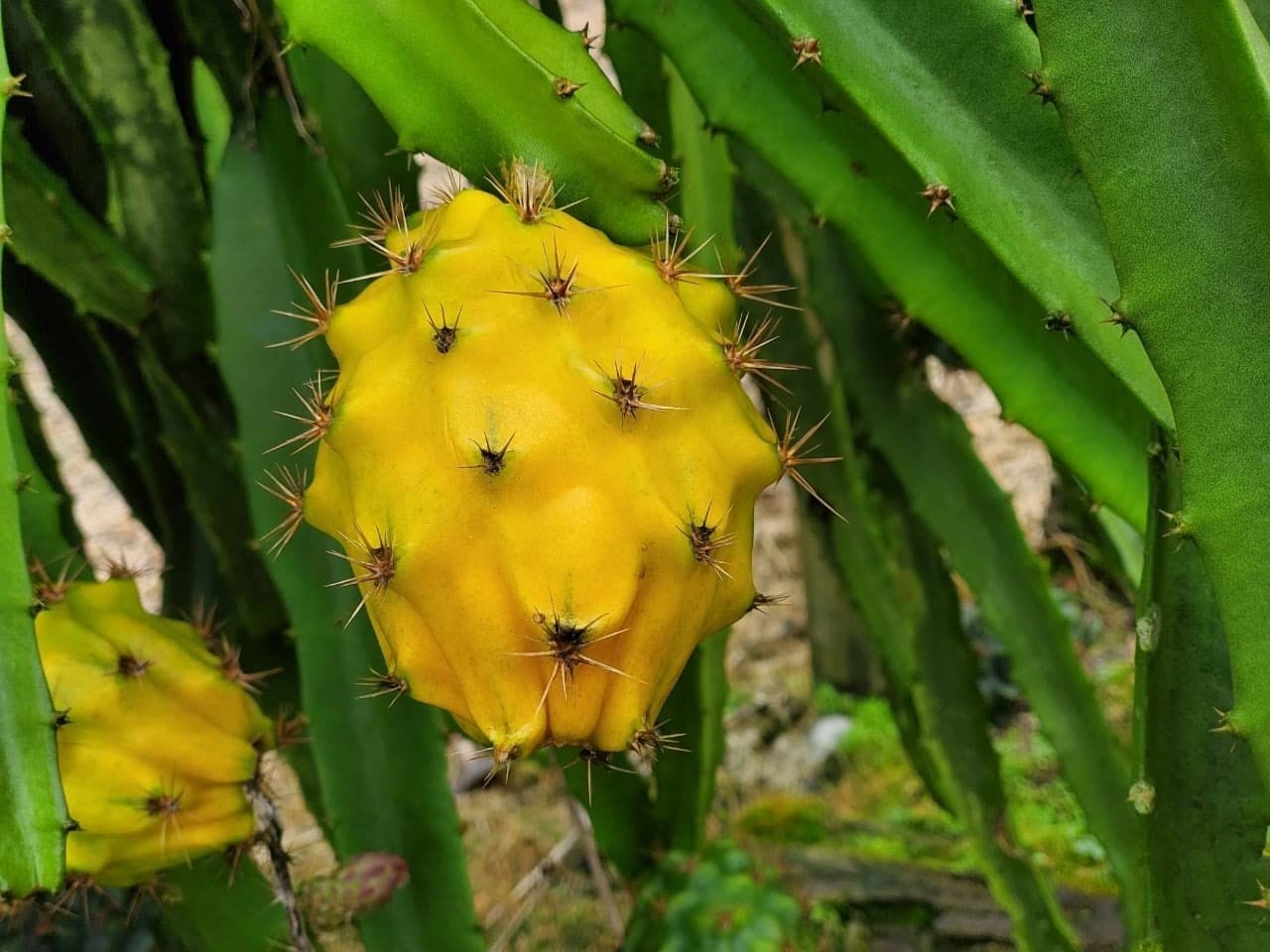 Yellow Dragon Fruit