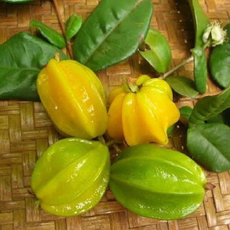 Yellow Star Cherry Tree