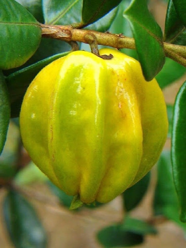 Yellow Star Cherry Tree