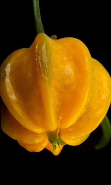 Yellow Star Cherry Tree