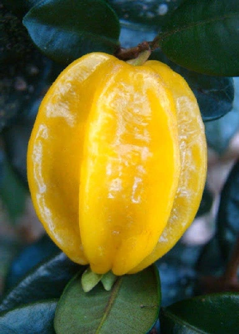 Yellow Star Cherry Tree