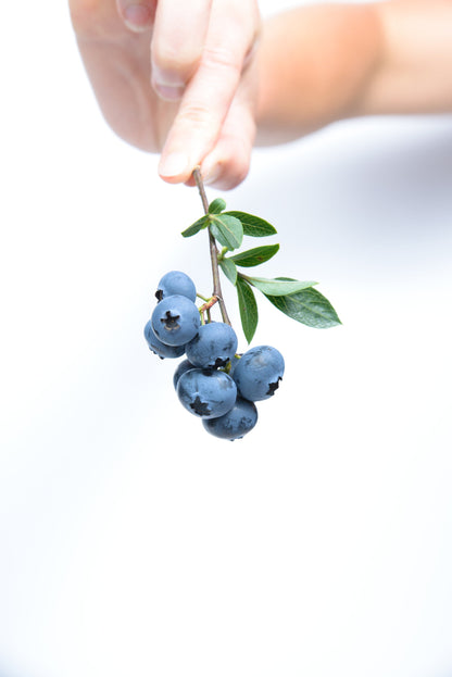 Rebel Blueberry