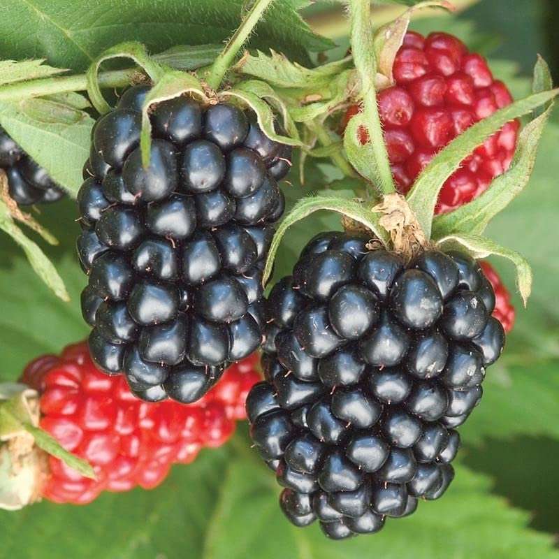 Arapaho Blackberry