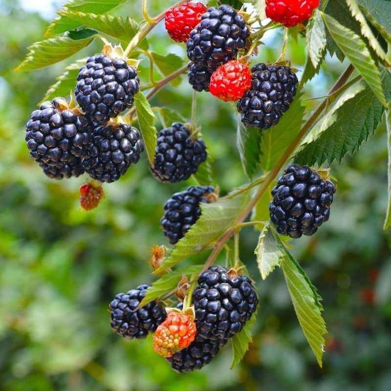 Arapaho Blackberry
