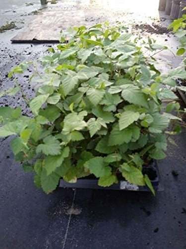 Arapaho Blackberry