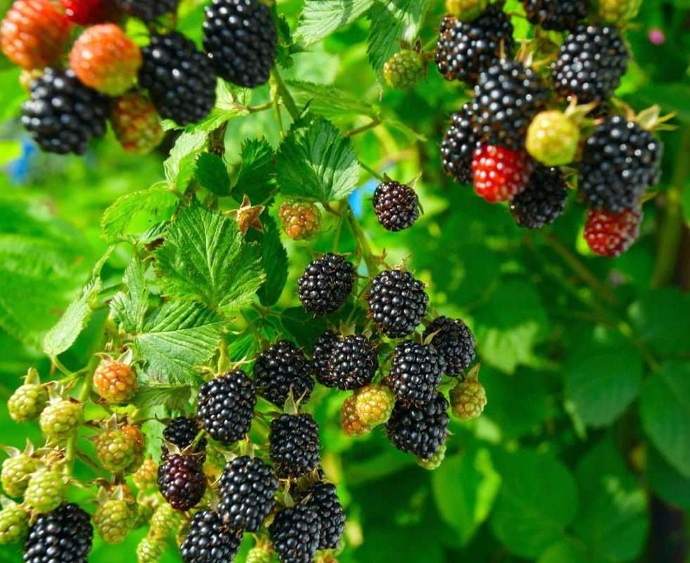 Arapaho Blackberry