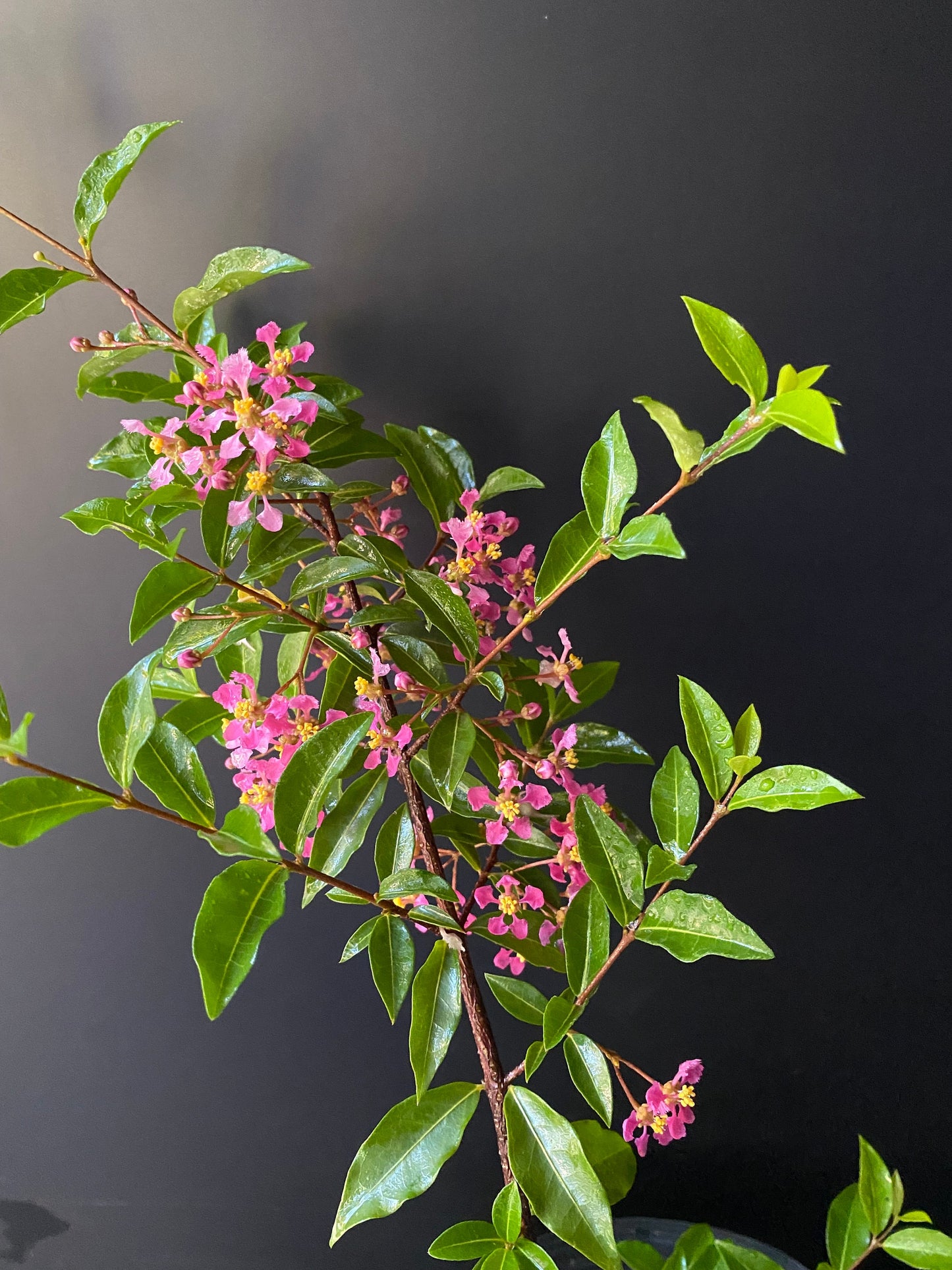 Dwarf Barbados Cherry Malpighia Emarginata