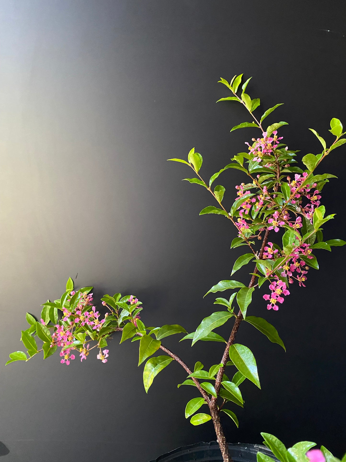 Dwarf Barbados Cherry Malpighia Emarginata