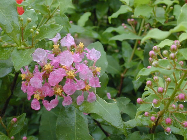 Dwarf Barbados Cherry Malpighia Emarginata